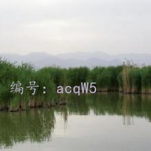 ѧ