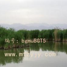ʦ