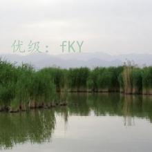 ɹ