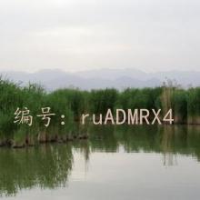 ѧ