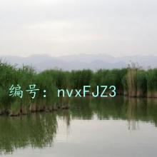̨