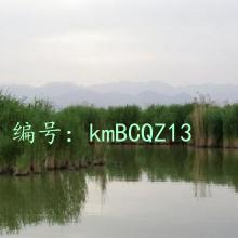 ѧ